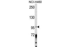 Image no. 1 for anti-A Kinase (PRKA) Anchor Protein 3 (AKAP3) (Middle Region) antibody (ABIN452728) (AKAP3 antibody  (Middle Region))