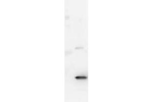 Western Blot showing detection of Mouse IL-17A.