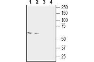 Western Blotting (WB) image for anti-Solute Carrier Family 6 (Amino Acid Transporter), Member 14 (Slc6a14) (AA 213-226), (Extracellular) antibody (ABIN7043737)