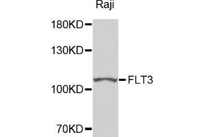 Western blot analysis of extracts of Raji cells, using FLT3 antibody. (FLT3 antibody)