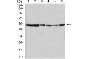 Western blot analysis using MAPK10 mouse mAb against HEK293 (1), Hela (2), SK-N-SH (3), MCF-7 (4), Jurkat (5), and C6 (6) cell lysate.
