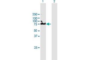 Western Blot analysis of UMOD expression in transfected 293T cell line by UMOD MaxPab polyclonal antibody. (Uromodulin antibody  (AA 1-611))