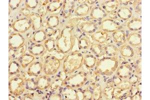 Immunohistochemistry of paraffin-embedded human kidney tissue using ABIN7149644 at dilution of 1:100 (GRID2IP antibody  (AA 35-156))