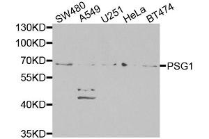 Western blot analysis of extracts of various cell lines, using PSG1 antibody (ABIN6293474) at 1:1000 dilution.