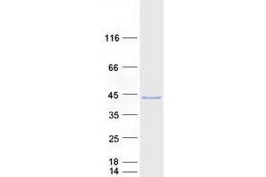 Peroxisomal Biogenesis Factor 19 (PEX19) (Transcript Variant 1) protein (Myc-DYKDDDDK Tag)
