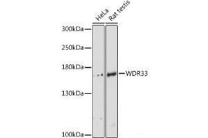 Western blot analysis of extracts of various cell lines using WDR33 Polyclonal Antibody at dilution of 1:3000. (WDR33 antibody)
