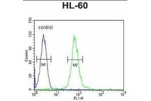 ABCD1 Antibody (Center) flow cytometric analysis of HL-60 cells (right histogram) compared to a negative control cell (left histogram).