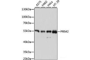 Western blot analysis of extracts of various cell lines using PRIM2 Polyclonal Antibody at dilution of 1:3000.