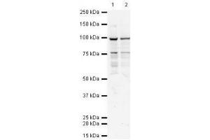 Image no. 1 for anti-Transporter 1, ATP-Binding Cassette, Sub-Family B (MDR/TAP) (TAP1) antibody (ABIN108593) (TAP1 antibody)