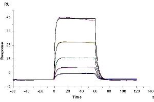 Surface Plasmon Resonance (SPR) image for Interleukin 2 Receptor, beta (IL2RB) (AA 27-239) protein (His tag,Biotin) (ABIN7274057)