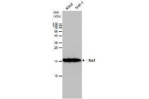 WB Image Iba1 antibody detects Iba1 protein by western blot analysis. (Iba1 antibody)