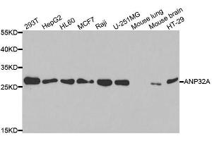 Western Blotting (WB) image for anti-Acidic (Leucine-Rich) Nuclear phosphoprotein 32 Family, Member A (ANP32A) (AA 1-170) antibody (ABIN6136909)