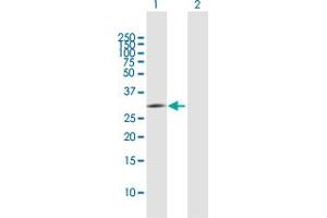 Western Blot analysis of PNO1 expression in transfected 293T cell line by PNO1 MaxPab polyclonal antibody. (PNO1 antibody  (AA 1-252))