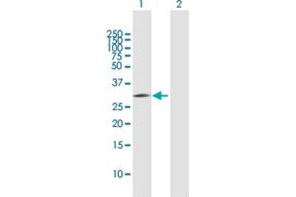 PNO1 antibody  (AA 1-252)