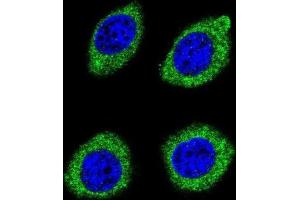 Immunofluorescence (IF) image for anti-Hydroxysteroid (11-Beta) Dehydrogenase 1-Like (HSD11B1L) antibody (ABIN2996215) (HSD11B1L antibody)