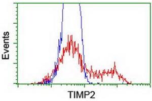 HEK293T cells transfected with either RC209796 overexpress plasmid (Red) or empty vector control plasmid (Blue) were immunostained by anti-TIMP2 antibody (ABIN2455371), and then analyzed by flow cytometry. (TIMP2 antibody)
