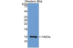 Western Blotting (WB) image for anti-CD40 Ligand (CD40LG) (AA 180-261) antibody (ABIN3209267) (CD40 Ligand antibody  (AA 180-261))