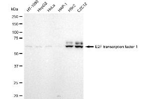 Western blotting analysis using E2F transcription factor 1 antibody (ABIN7798413). (Recombinant E2F1 antibody)