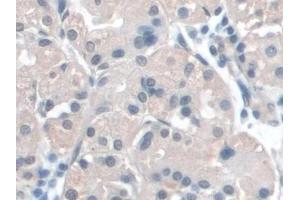 Detection of BANF1 in Human Stomach Tissue using Polyclonal Antibody to Barrier To Autointegration Factor 1 (BANF1) (BANF1 antibody  (AA 2-89))