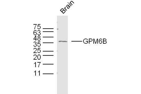 GPM6B antibody  (AA 1-100)