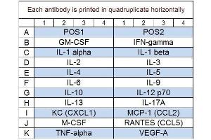 Image no. 1 for Mouse Cytokine Array Q1 (ABIN625765)