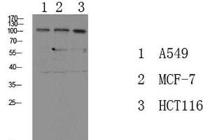 Western Blot analysis of various cells using Phospho-Na+/K+-ATPase alpha1 (Tyr260) Polyclonal Antibody at dilution of 1:1000. (ATP1A1 antibody  (pTyr260))