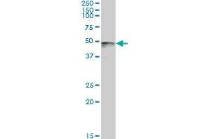 PAX8 monoclonal antibody (M09), clone 3H7. (PAX8 antibody  (AA 1-450))