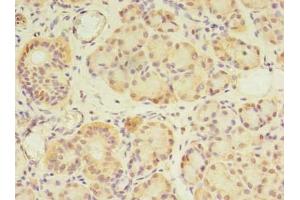 Immunohistochemistry of paraffin-embedded human pancreatic tissue using ABIN7154273 at dilution of 1:100 (GPC4 antibody  (AA 19-210))