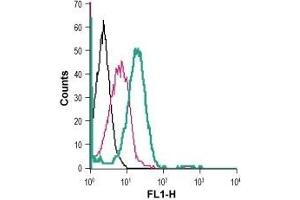 Cell surface detection of GLUT3 in live intact human THP-1 monocytic leukemia cells: (black line) Cells.