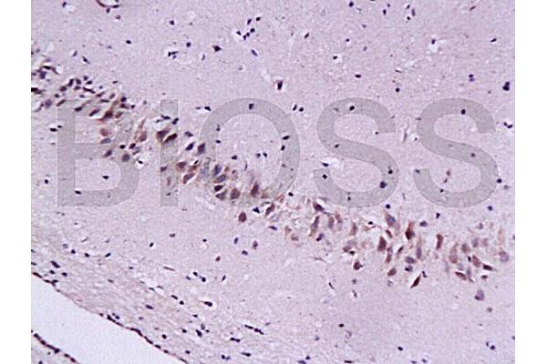 CYGB antibody  (AA 87-132)