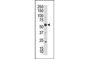 SGK3 antibody  (N-Term)