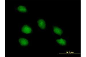 Immunofluorescence of purified MaxPab antibody to PNMA1 on HeLa cell. (PNMA1 antibody  (AA 1-353))