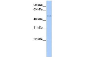 CCT8L2 antibody used at 1 ug/ml to detect target protein. (CCT8L2 antibody)