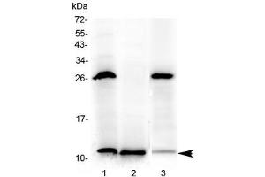 Western blot testing of 1) rat stomach, 2) rat small intestine and 3) mouse small intestine with Tff3 antibody at 0.