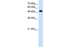 WB Suggested Anti-PTPRR Antibody Titration:  0. (PTPRR antibody  (C-Term))