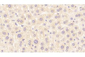 Detection of RBP2 in Mouse Liver Tissue using Polyclonal Antibody to Retinol Binding Protein 2, Cellular (RBP2) (RBP2 antibody  (AA 1-134))