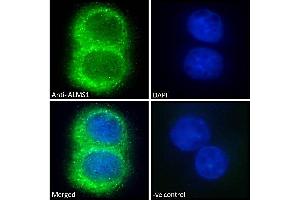 (ABIN184952) Immunofluorescence analysis of paraformaldehyde fixed HepG2 cells, permeabilized with 0. (ALMS1 antibody  (C-Term))