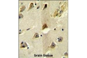 SLC12A5 Antibody (N-term) (ABIN652057 and ABIN2840525) immunohistochemistry analysis in formalin fixed and paraffin embedded human brain tissue followed by peroxidase conjugation of the secondary antibody and DAB staining. (KCC2 antibody  (N-Term))