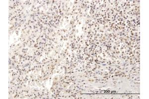 Immunoperoxidase of purified MaxPab antibody to SP100 on formalin-fixed paraffin-embedded human spleen.