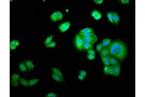 Immunofluorescence (IF) image for anti-14-3-3 epsilon (YWHAE) (AA 1-255) antibody (ABIN7142087)