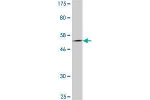 Western Blot detection against Immunogen (53. (BPIFA1 antibody  (AA 1-256))