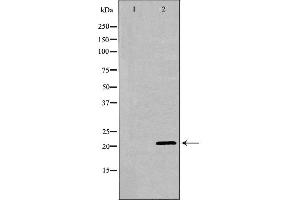 Western blot analysis of testis  using PEBP1 antibody. (PEBP1 antibody  (C-Term))