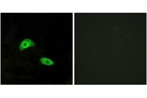 Immunofluorescence analysis of HeLa cells, using GPR174 Antibody. (GPR174 antibody  (AA 126-175))