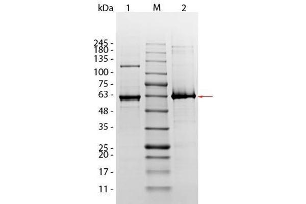 AKT1 Protein