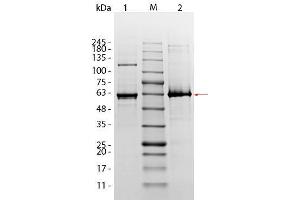 SDS-PAGE of AKT1 (phosphatase treated) Human Recombinant Protein. (AKT1 Protein)