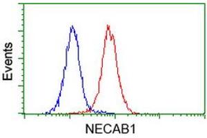 Image no. 2 for anti-N-terminal EF-Hand Calcium Binding Protein 1 (NECAB1) antibody (ABIN1499675) (NECAB1 antibody)