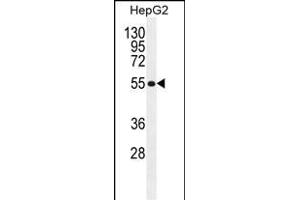 MFS10 Antibody (Center) (ABIN655293 and ABIN2844882) western blot analysis in HepG2 cell line lysates (35 μg/lane). (MFS10 antibody  (AA 245-274))
