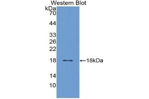 Detection of Recombinant CALM1, Gallus using Polyclonal Antibody to Calmodulin 1 (CALM1) (Calmodulin 1 antibody  (AA 1-149))