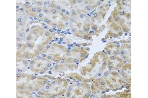 Immunohistochemistry of paraffin-embedded Rat kidney using PER1 Polyclonal Antibody at dilution of 1:100 (40x lens).