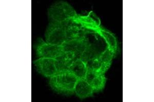 Immunofluorescence of Mouse monoclonal anti-Alpha Tubulin antibody. (alpha Tubulin antibody  (C-Term))